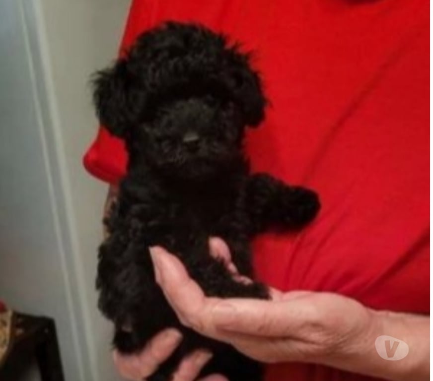 Vente Nord Cambrai - 59400 - Photos Vivastreet chiot type caniche toy a reserve