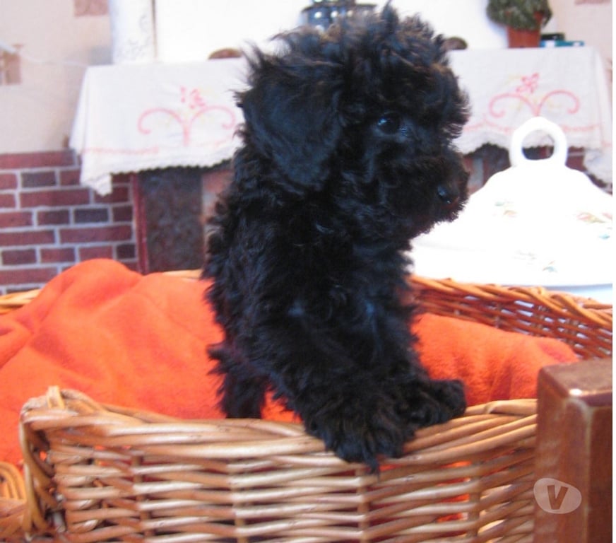 Vente Nord Cambrai - 59400 - Photos Vivastreet chiot type caniche toy a reserve