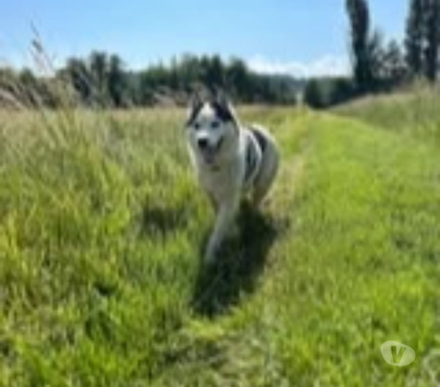 Don animaux Ardèche St Peray - 07130 - Photos Vivastreet Chien YOUKI à adoption