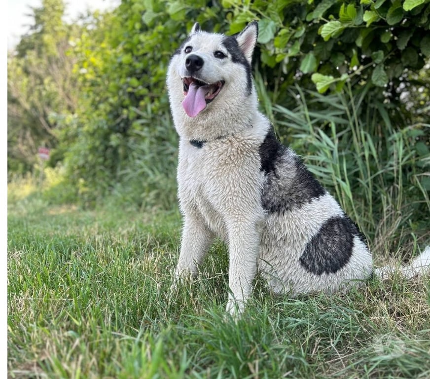 Don animaux Ardèche St Peray - 07130 - Photos Vivastreet Chien YOUKI à adoption