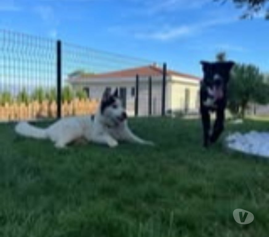 Don animaux Ardèche St Peray - 07130 - Photos Vivastreet Chien YOUKI à adoption