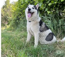 Photos Vivastreet Chien YOUKI à adoption