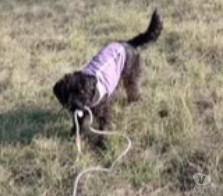 Don animaux Ardèche Privas - 07000 - Photos Vivastreet Chien BOUBA à l adoption