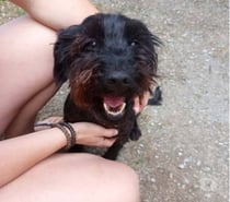 Photos Vivastreet Chien BOUBA à l adoption