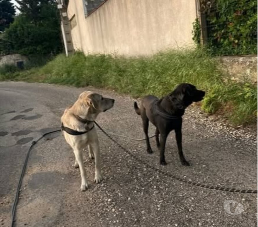 Don animaux Gard Pont St Esprit - 30130 - Photos Vivastreet Chiens Robin et Alfred à l adoption