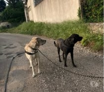 Photos Vivastreet Chiens Robin et Alfred à l adoption