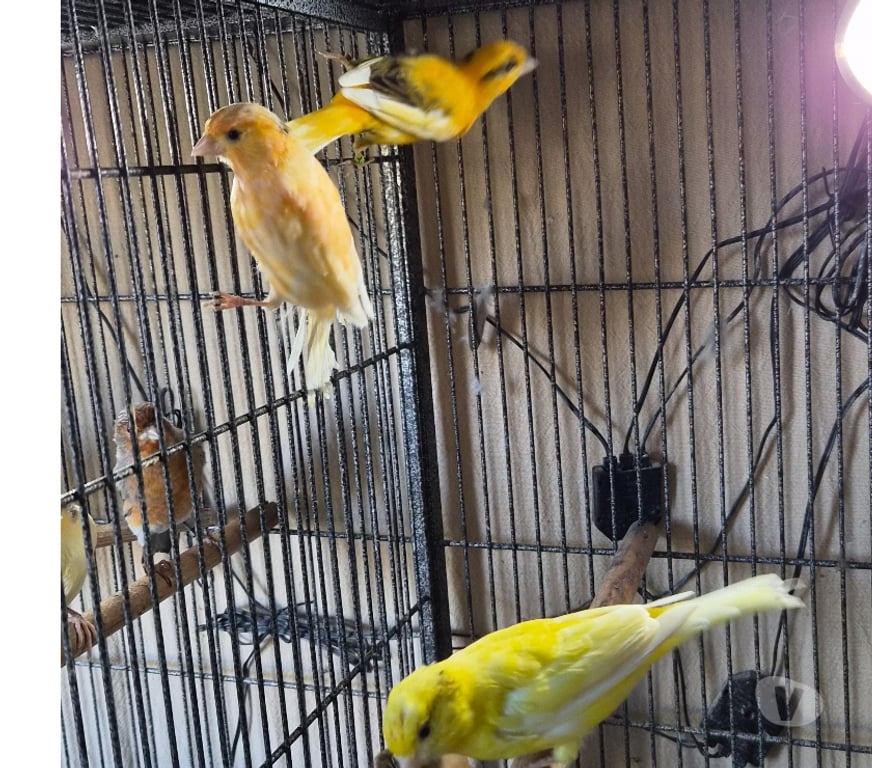 Vente Vienne Luchapt - 86430 - Photos Vivastreet Oiseaux canaris