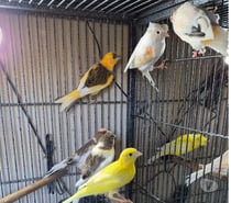 Photos Vivastreet Oiseaux canaris
