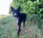 Veaunes - Drôme — Chien NELIO à l adoption