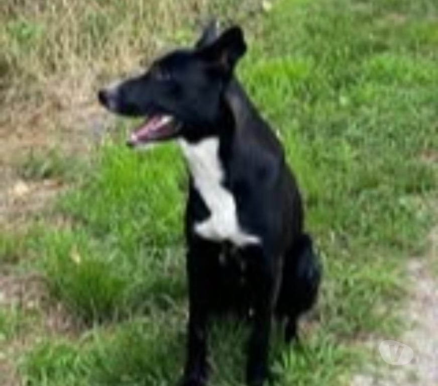 Don animaux Drôme Veaunes - 26600 - Photos Vivastreet Chien NELIO à l adoption