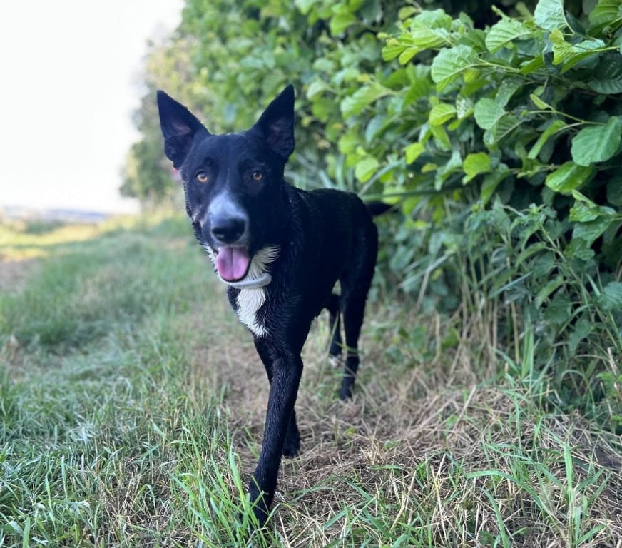 Don animaux Drôme Veaunes - 26600 - Photos Vivastreet Chien NELIO à l adoption