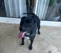 Photos Vivastreet Chien ARKO à l adoption