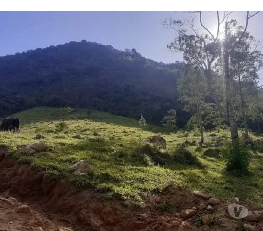 Vente Terres Agricoles Pyrénées-Atlantiques Lons - 64140 - Photos Vivastreet Propriété rurale 20 hectares à vendre au Brésil