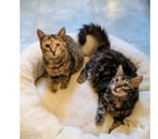 Villalbe - Carcassonne — Mirabelle et Funny chatonnes cherchent familles