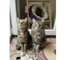 Villalbe - Carcassonne — Mirabelle et Funny chatonnes cherchent familles