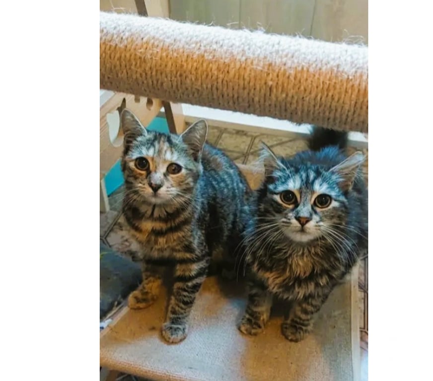 Don animaux Aude Carcassonne - Photos Vivastreet Mirabelle et Funny chatonnes cherchent familles