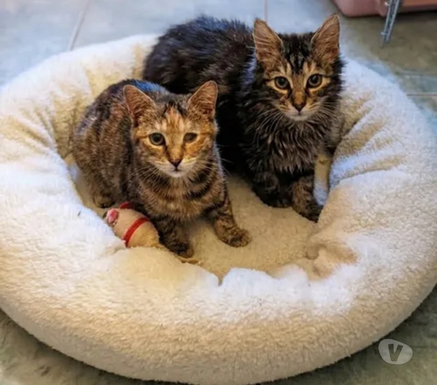 Don animaux Aude Carcassonne - Photos Vivastreet Mirabelle et Funny chatonnes cherchent familles