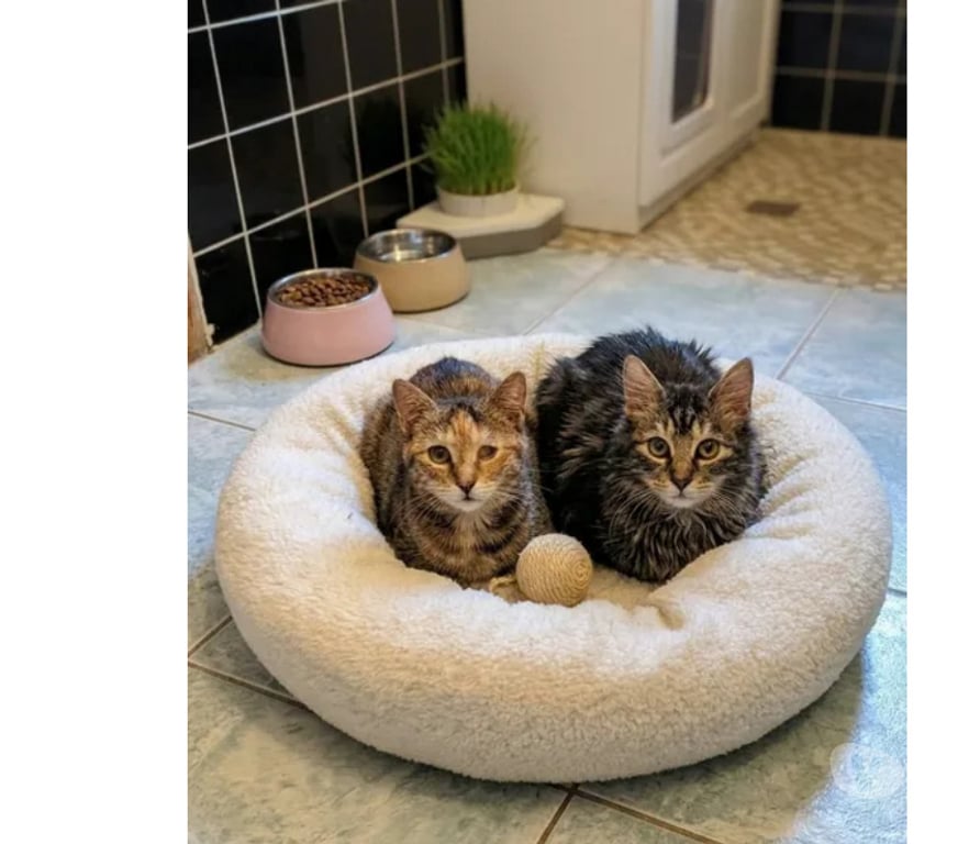 Don animaux Aude Carcassonne - Photos Vivastreet Mirabelle et Funny chatonnes cherchent familles