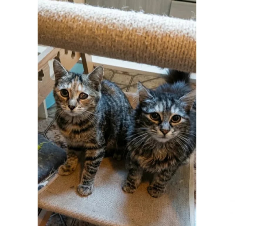 Don animaux Aude Carcassonne - Photos Vivastreet Mirabelle et Funny chatonnes cherchent familles