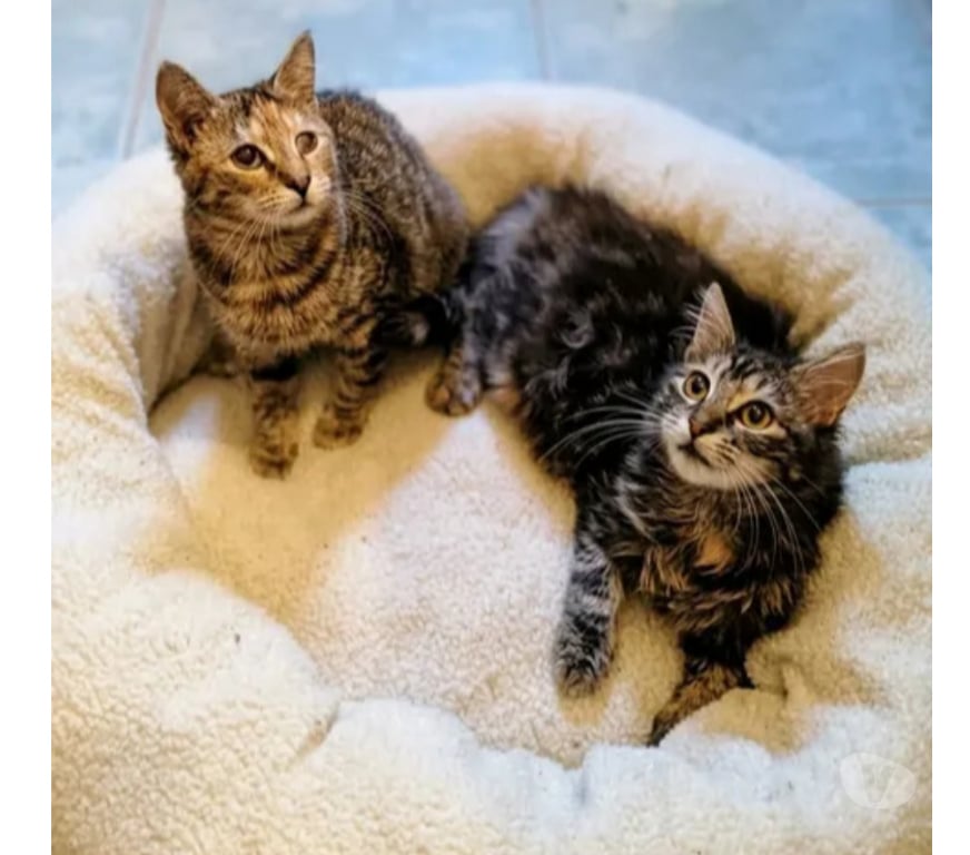Don animaux Aude Carcassonne - Photos Vivastreet Mirabelle et Funny chatonnes cherchent familles