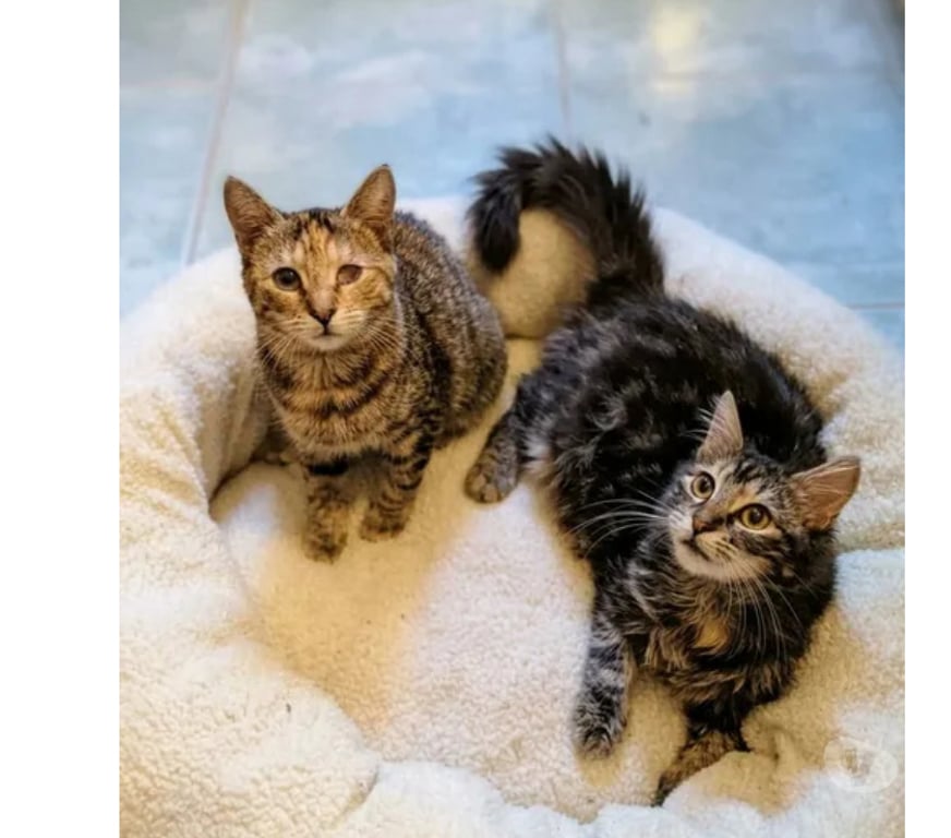 Don animaux Aude Carcassonne - Photos Vivastreet Mirabelle et Funny chatonnes cherchent familles