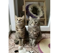Photos Vivastreet Mirabelle et Funny chatonnes cherchent familles