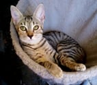 Villalbe - Carcassonne — Poppy adorable chatonne 5 mois cherche famille