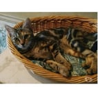 Romy adorable chatonne 5 mois cherche famille