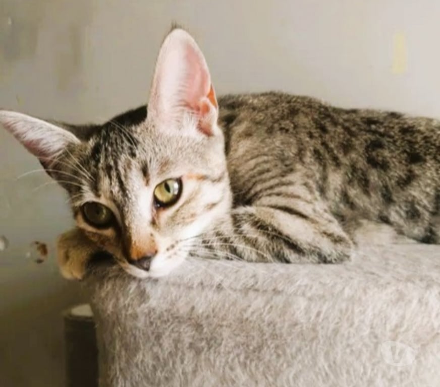 Don animaux Aude Carcassonne - Photos Vivastreet Poppy adorable chatonne 5 mois cherche famille