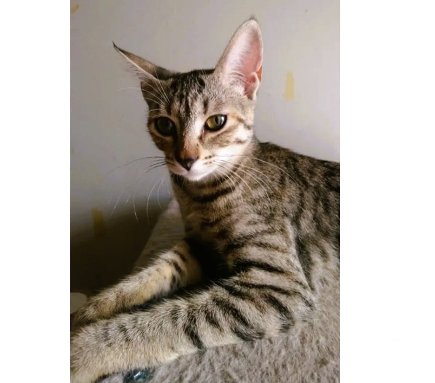 Don animaux Aude Carcassonne - Photos Vivastreet Poppy adorable chatonne 5 mois cherche famille