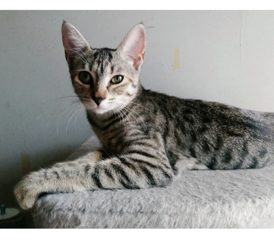 Don animaux Aude Carcassonne - Photos Vivastreet Poppy adorable chatonne 5 mois cherche famille