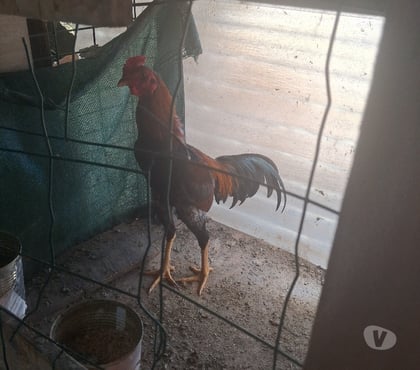 Vente animaux Aurillac Cantal - Photos Vivastreet Poule et coqs a vendre