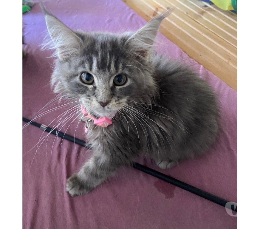 Vente Haut-Rhin Stosswihr - 68140 - Photos Vivastreet Chaton maine coon Disponible