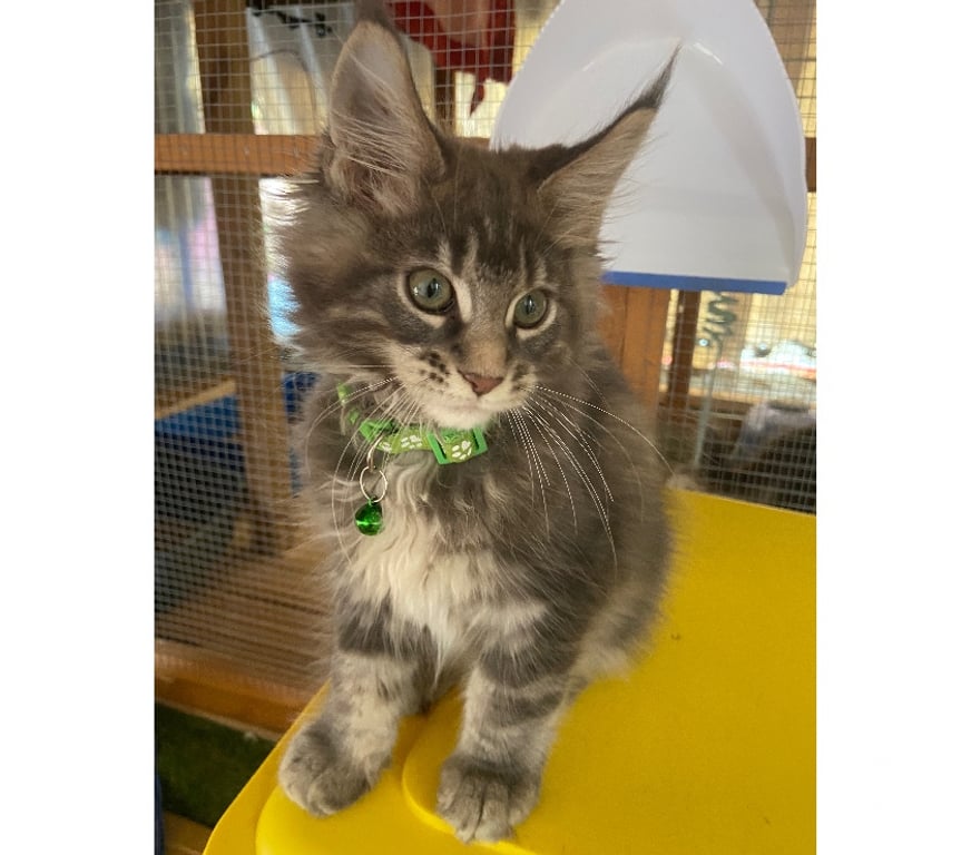 Vente Haut-Rhin Stosswihr - 68140 - Photos Vivastreet Chaton maine coon Disponible