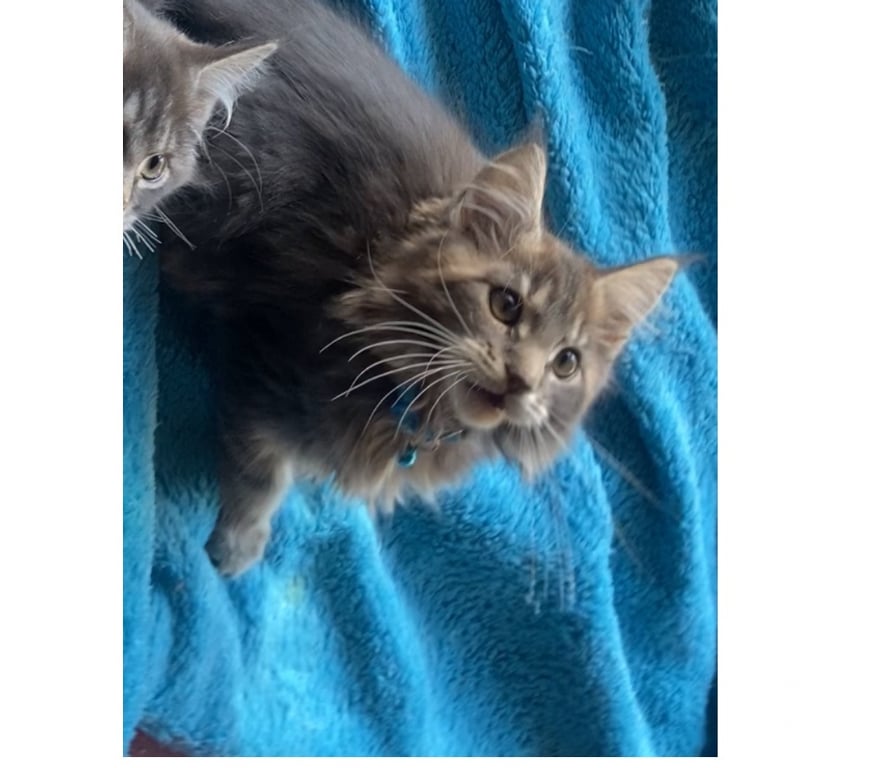 Vente Haut-Rhin Stosswihr - 68140 - Photos Vivastreet Chaton maine coon Disponible