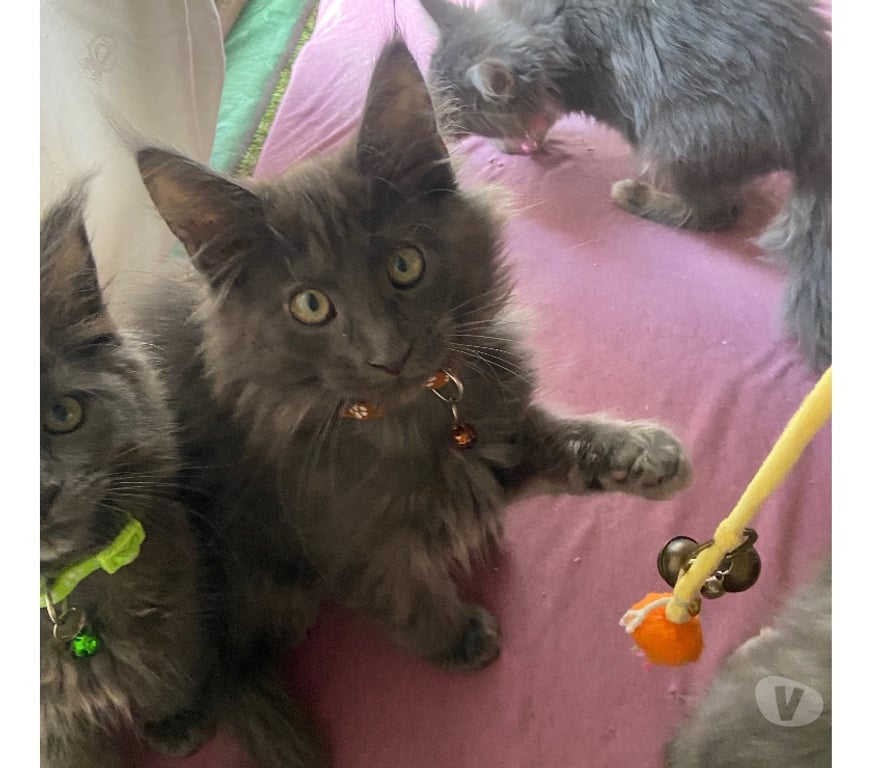 Vente Haut-Rhin Stosswihr - 68140 - Photos Vivastreet Chaton maine coon Disponible