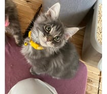 Photos Vivastreet Chaton maine coon Disponible