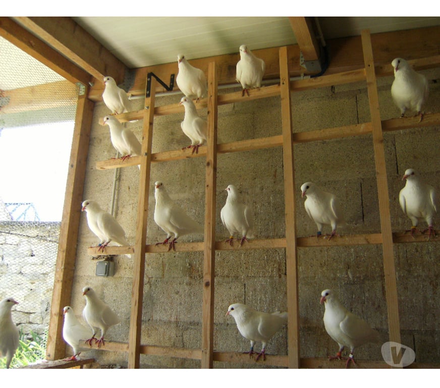 Vente Seine-et-Marne Bagneaux sur Loing - 77167 - Photos Vivastreet Pigeons reproducteurs hubbell blanc