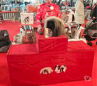 Bouvent - Oyonnax — Tres beaux bébés pekinois lof issus multi champion