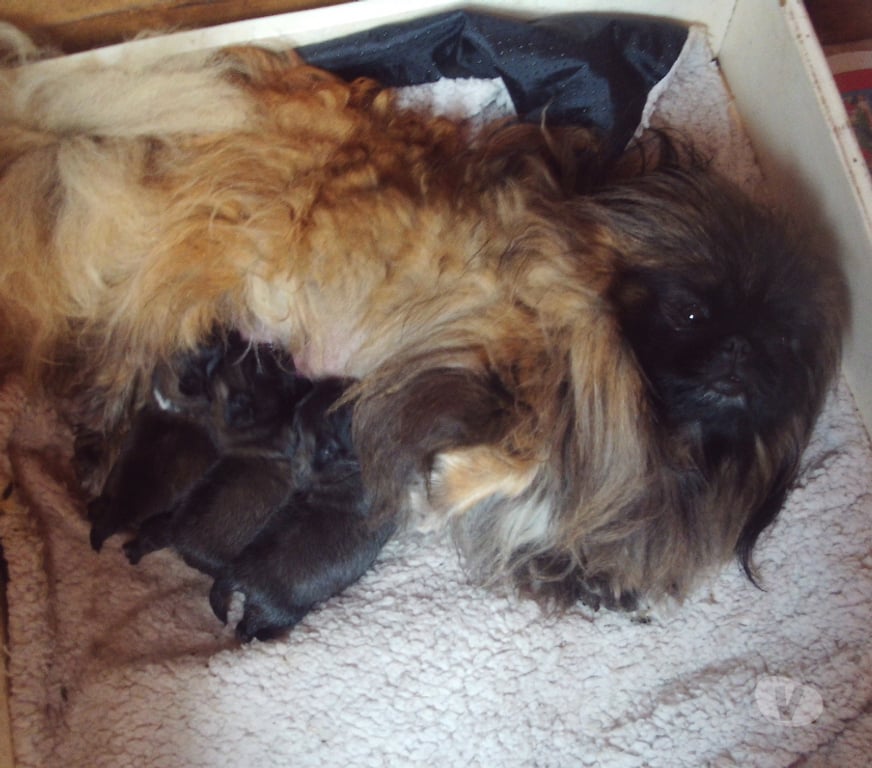 Vente Ain Oyonnax - Photos Vivastreet Tres beaux bébés pekinois lof issus multi champion