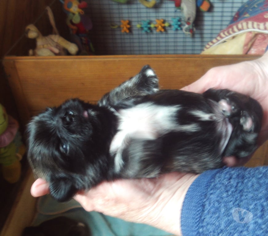 Vente Ain Oyonnax - Photos Vivastreet Tres beaux bébés pekinois lof issus multi champion