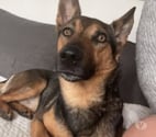 Condrieu - Rhône — Chien TAIKO à l adoption