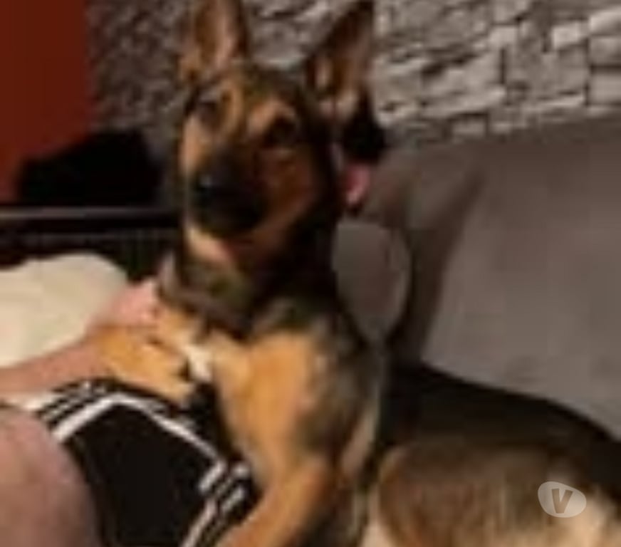 Don animaux Rhône Condrieu - 69420 - Photos Vivastreet Chien TAIKO à l adoption