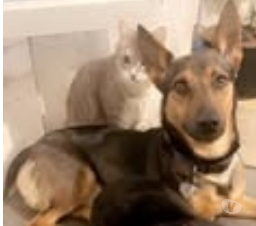 Don animaux Rhône Condrieu - 69420 - Photos Vivastreet Chien TAIKO à l adoption