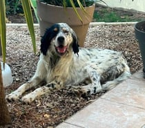 Photos Vivastreet Chien TONNERRE à l adoption