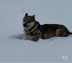 Roquefort les Pins - Alpes-Maritimes — Chien OLVEN à l adoption