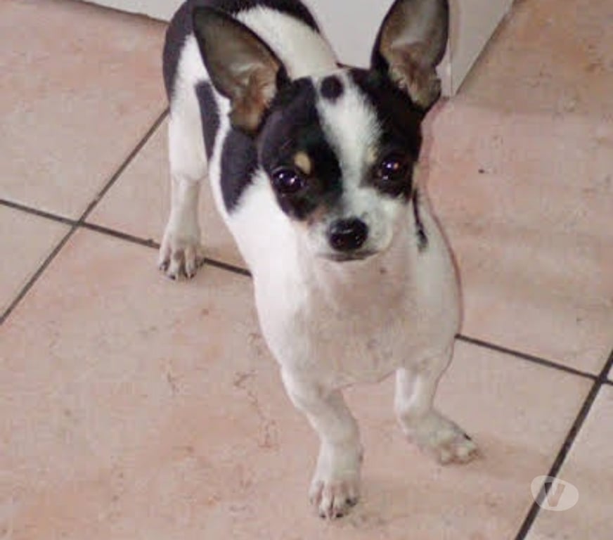 Vente Nord Denain - 59220 - Photos Vivastreet chient chihuahua mal de 7 mois