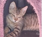 Soisy sous Montmorency - Val-d'Oise — TRESOR, à adopter