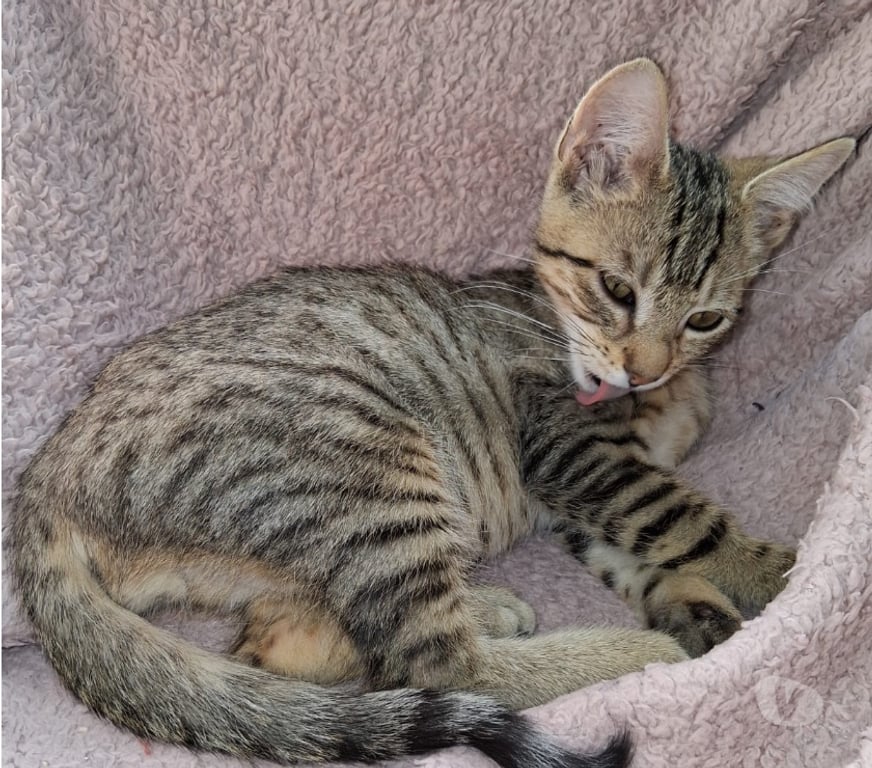 Don animaux Val-d'Oise Soisy sous Montmorency - 95230 - Photos Vivastreet TRESOR, à adopter