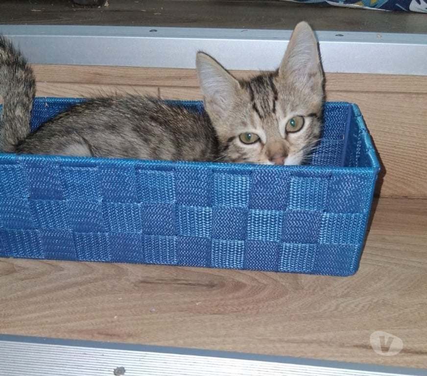 Don animaux Val-d'Oise Soisy sous Montmorency - 95230 - Photos Vivastreet TRESOR, à adopter